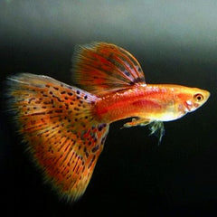 Guppy red grass  male ECO