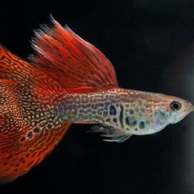 Guppy metal red lace M ECO