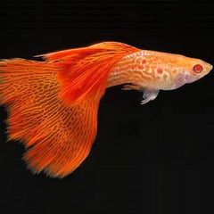 Guppy red lace albino M ECO