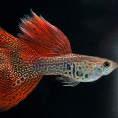 Guppy metal red lace M ECO