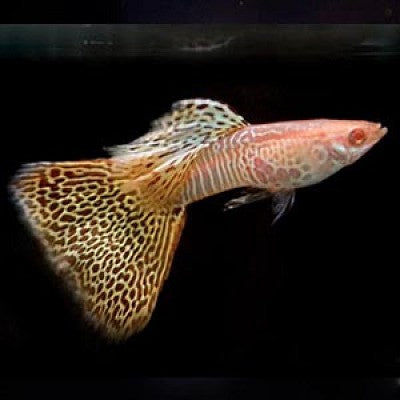 Guppy yellow king cobra albino M ECO