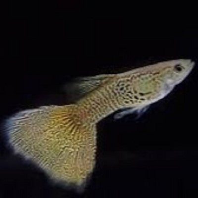 Guppy yellow lace M ECO