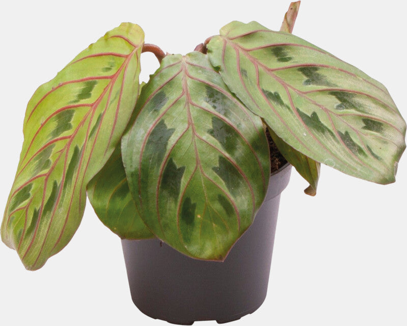 PT-CALATHEA LEUCONEURA RED STRIPE