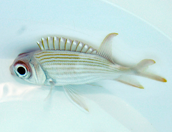 Holocentrus rufus