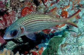 Neoniphon argenteus