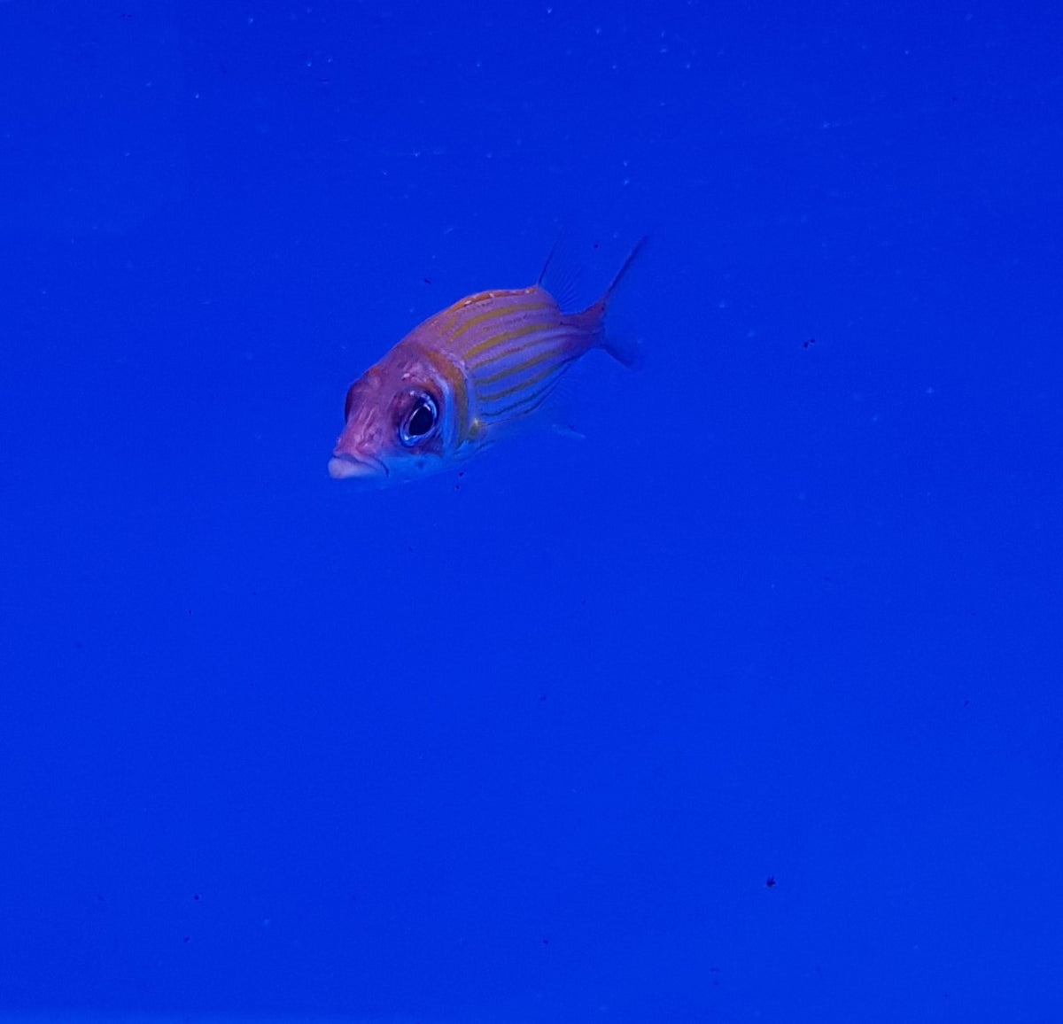 Neoniphon marianus
