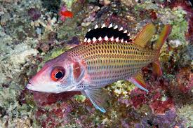 Neoniphon opercularis