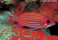 Sargocentron bullisi
