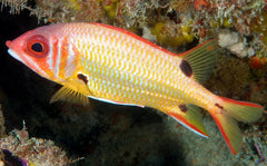 Sargocentron melanospilos