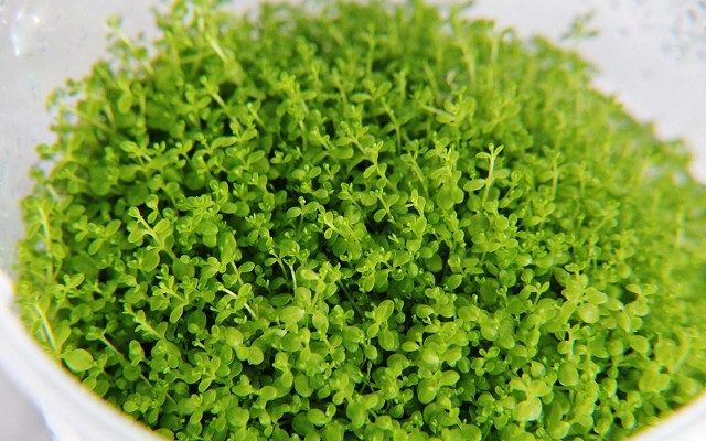 Hemianthus micranthemoides cuba beker