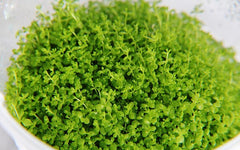 Hemianthus micranthemoides cuba beker