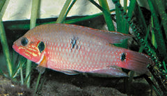 Hemichromis bimaculatus   Rode acara 5-6
