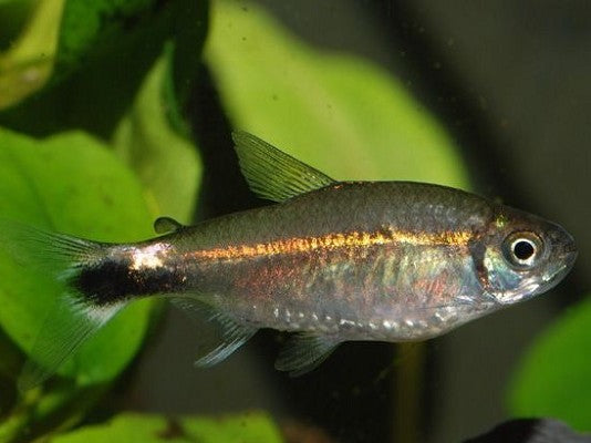 Hyphessobrycon hyanuary M @