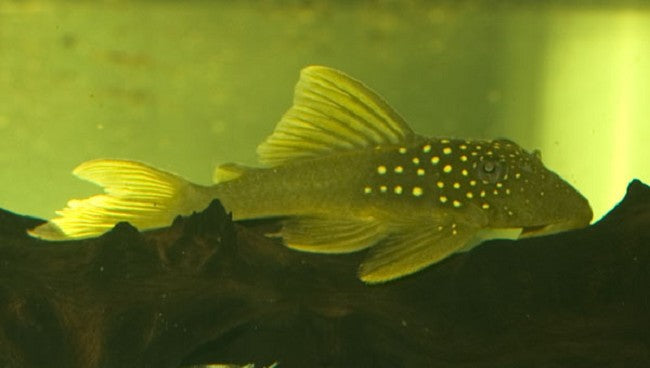 Hemiancitrus subviridis L200 M