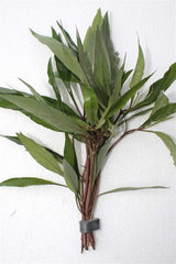 Hygrophila angustifolia bundel