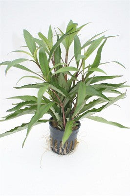 Hygrophila angustifolia in pot