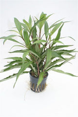 Hygrophila angustifolia in pot