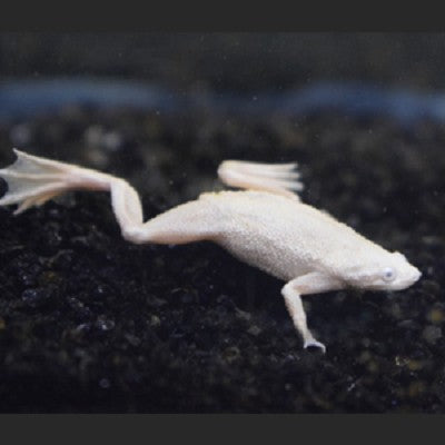 Hym.boettgeri  Dwergklauwkikker platinum