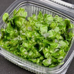 Pelia moss in cup 80cc. @