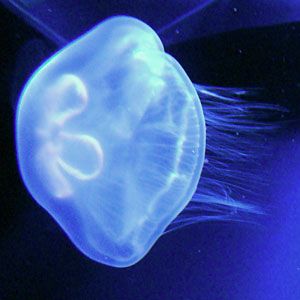 Aurelia aurita