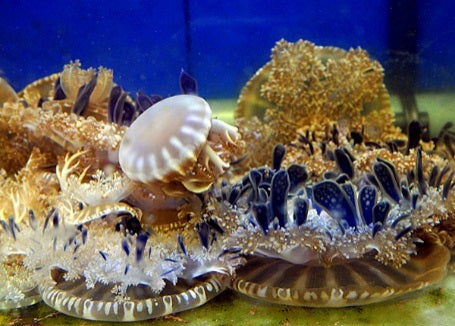 Cassiopea spp.