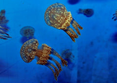 Mastigias papua