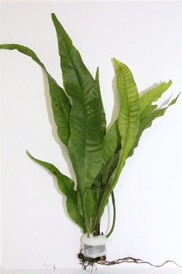 Microsorium Pteropus bundel