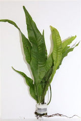 Microsorium Pteropus bundel