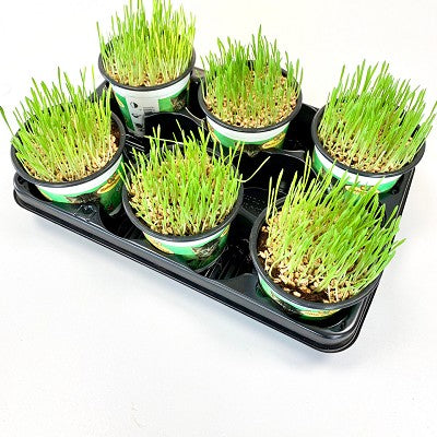 Tarwegras op tray per 8 stuks
