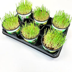 Tarwegras op tray per 8 stuks