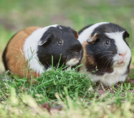 Gladhaar cavia koppel