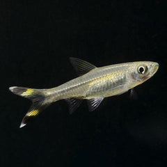 Rasbora trilineata   Knipstaart M