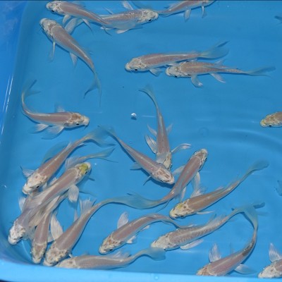 Cyprinus carpio   Koi sluier wit 6-8 cm