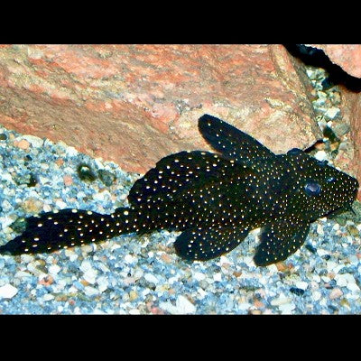 Leporacanthicus galaxias L240 M