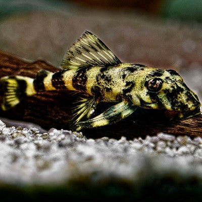 Dekeyseria brachyura L-168