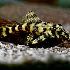 Dekeyseria brachyura L-168