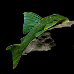 Baryancistrus demantoides  L200