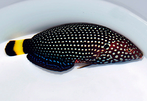Anampses melanurus