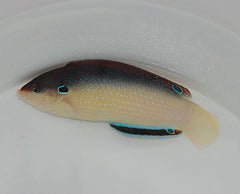 Anampses neoguinaicus