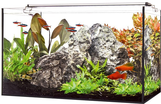 Aquarium 25 liter compleet