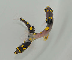 Bodianus mesothorax