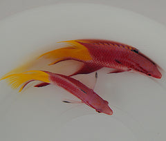 Bodianus pulchellus