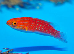 Cirrhilabrus africanus (female)