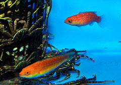 Cirrhilabrus africanus (pair)
