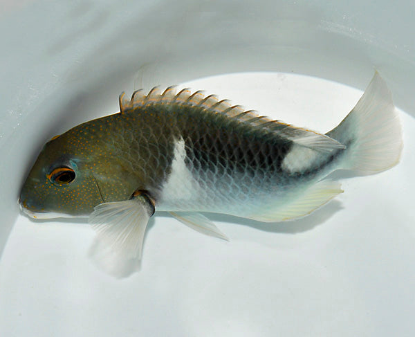 Choerodon anchorago