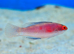 Cirrhilabrus balteatus (female)