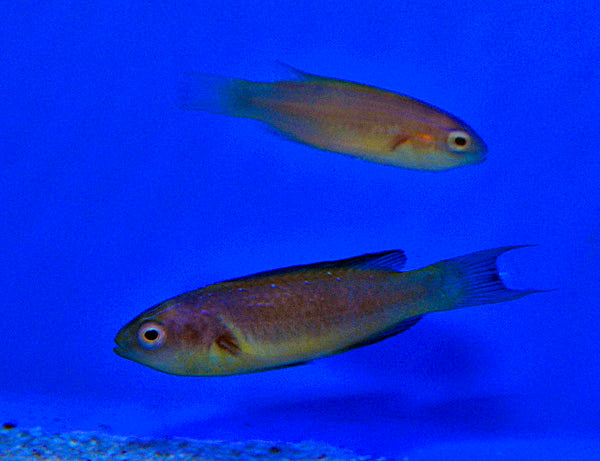 Cirrhilabrus brunneus (pair)