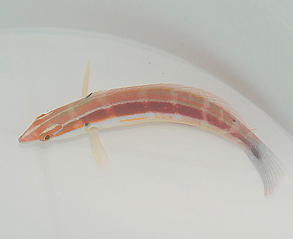 Coris caudimacula