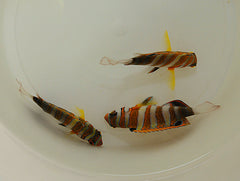 Choerodon fasciatus