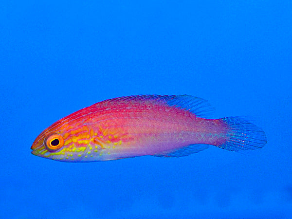 Cirrhilabrus isosceles (female)